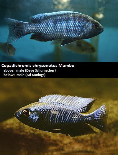 Copadichromis chrysonotus Mumbo "White Blaze"