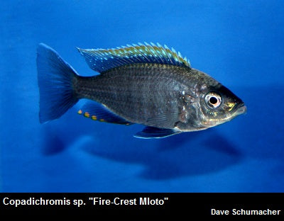 Copadichromis sp. "Fire-Crest Mloto" Gome