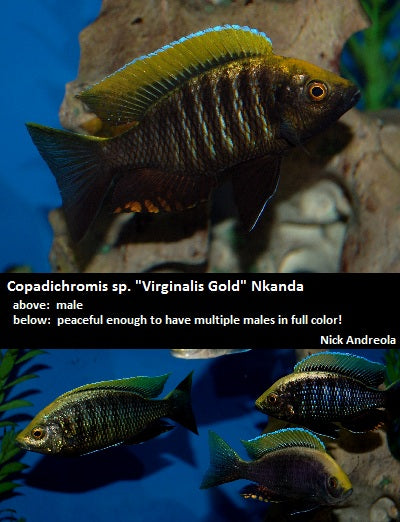 Copadichromis sp. "Virginalis Gold" Nkanda