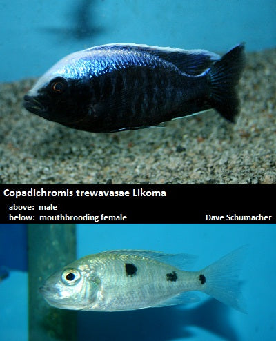 Copadichromis trewavasae Likoma "Ivory Head Mloto"