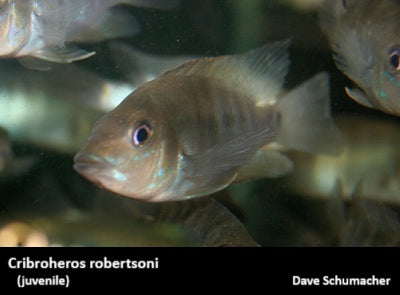 Cribroheros robertsoni