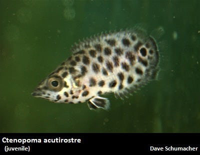 Ctenopoma acutirostre
