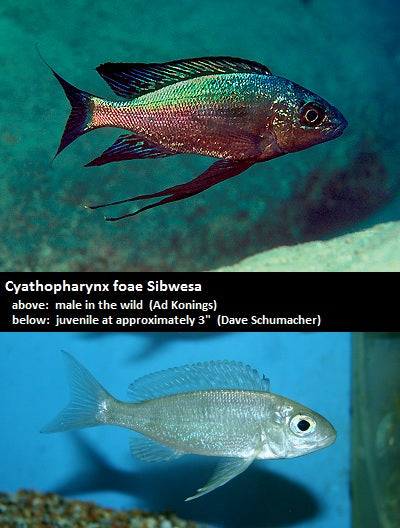 Cyathopharynx foae Sibwesa