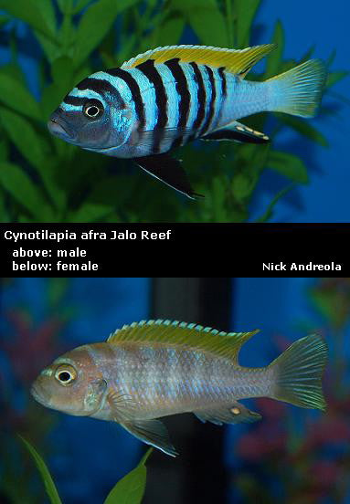 Cynotilapia zebroides Jalo Reef ''Yellow Top''