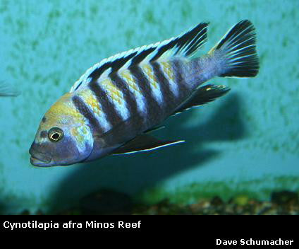 Cynotilapia zebroides Minos Reef