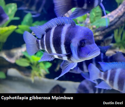 Cyphotilapia gibberosa Mpimbwe "Blue"