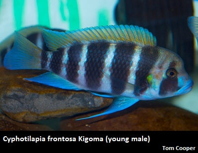 Cyphotilapia frontosa Kigoma "Seven Stripe"