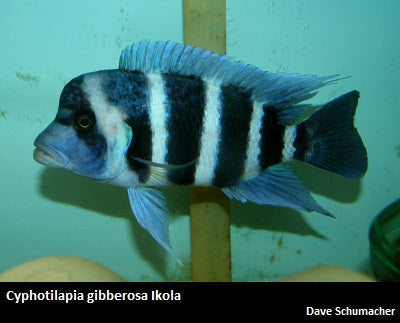 Cyphotilapia gibberosa Ikola "Blue"