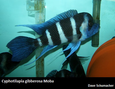 Cyphotilapia gibberosa Moba "Blue"