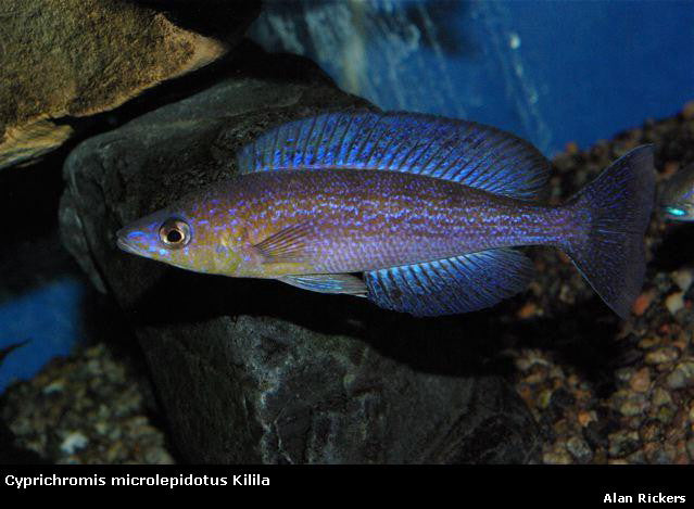 Cyprichromis microlepidotus Kilila "Purple"