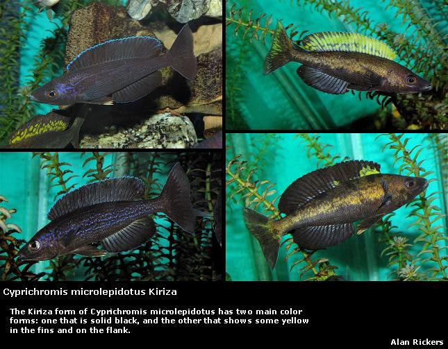 Cyprichromis microlepidotus Kiriza "Black"