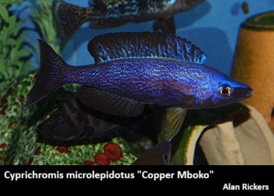 Cyprichromis microlepidotus "Copper Mboko"