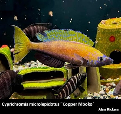 Cyprichromis microlepidotus "Copper Mboko"