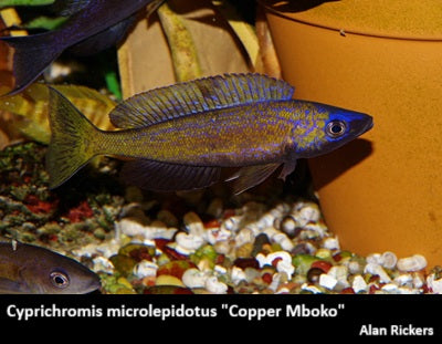Cyprichromis microlepidotus "Copper Mboko"