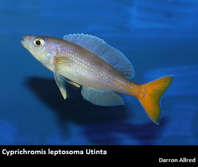 Cyprichromis leptosoma Utinta "Fluorescent"