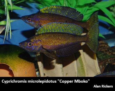 Cyprichromis microlepidotus "Copper Mboko"