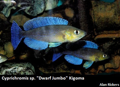 Cyprichromis sp. "Dwarf Jumbo" Kigoma
