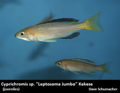 Cyprichromis sp. "Leptosoma Jumbo" Kekese