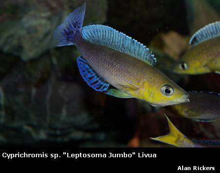 Cyprichromis sp. "Leptosoma Jumbo" Livua "Blue Orchid"