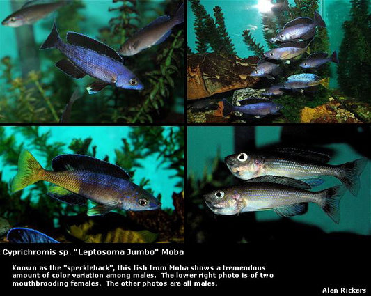 Cyprichromis sp. "Brilliant Jumbo" Moba