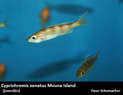 Cyprichromis zonatus Mvuna Island "Kipili Zebra"