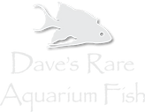 Dave's Rare Aquarium Fish