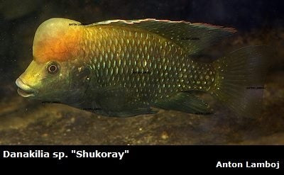 Danakilia sp. "Shukoray" Shukoray River, Eritrea