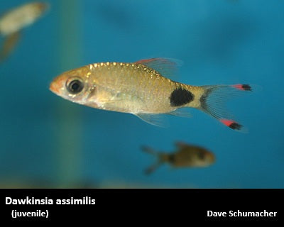 Dawkinsia assimilis "Mascara Barb"