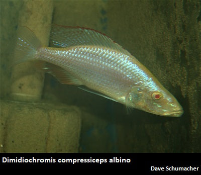 Dimidiochromis compressiceps albino