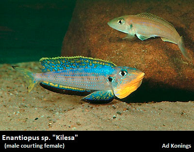Enantiopus sp. "Kilesa"