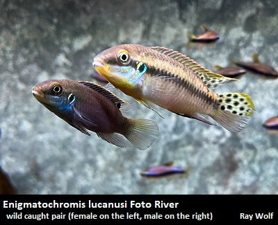 Enigmatochromis lucanusi Guinea "Blue Fin"