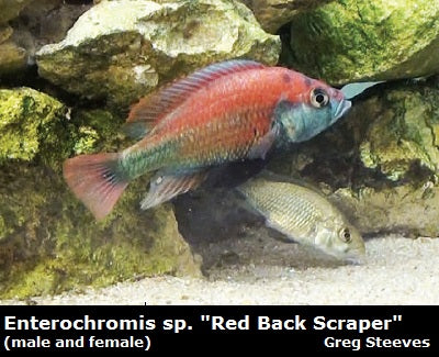 Enterochromis sp. ''Red Back Scraper''