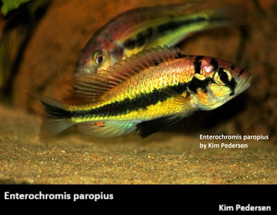 Enterochromis paropius Mwanza Gulf