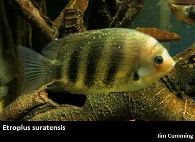 Dave's Rare Aquarium Fish – Dave's Rare Aquarium Fish