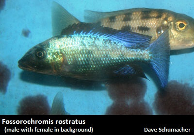 Fossorochromis rostratus ''Malawi Sand Diver''
