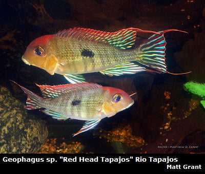 Geophagus pyrocephalus Rio Tapajos, Brazil "Red Head Tapajos"