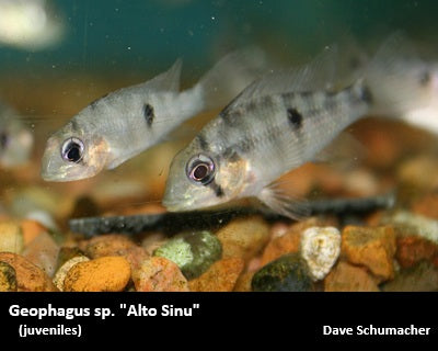 Geophagus sp. "Alto Sinu"