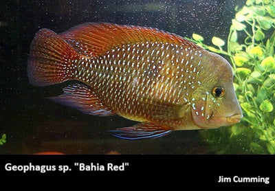 Geophagus sp. "Bahia Red"