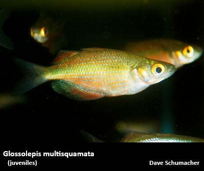 Glossolepis multisquamata "Red Dragon Rainbowfish"