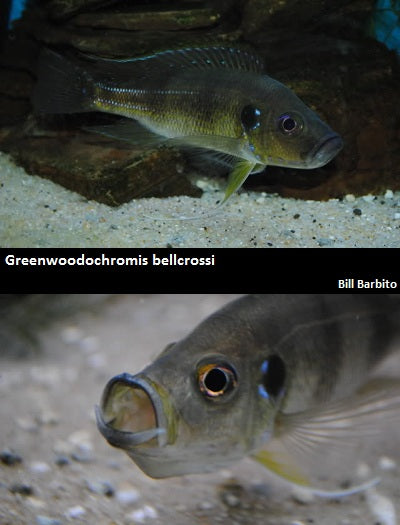 Greenwoodochromis bellcrossi