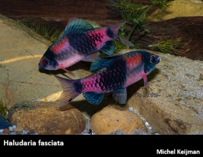 Haludaria fasciata "Melon Barb"