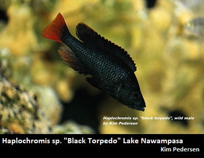 Haplochromis sp. ''Black Torpedo'' Lake Nawampasa