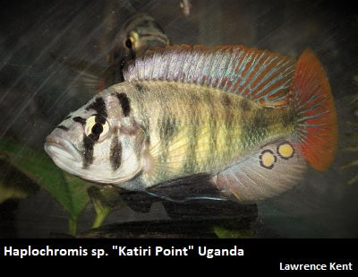 Haplochromis sp. ''Katiri Point'' Uganda – Dave's Rare Aquarium Fish