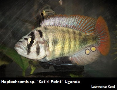 Haplochromis sp. ''Katiri Point'' Uganda