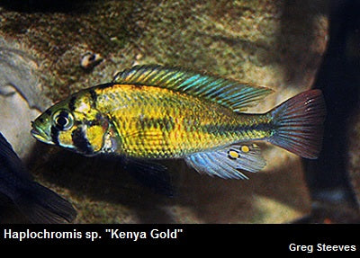 Haplochromis sp. ''Kenya Gold'' Mbita Point – Dave's Rare Aquarium Fish