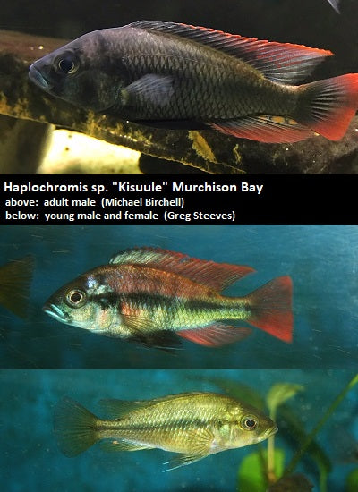 Haplochromis sp. ''Kisuule'' Murchison Bay, Uganda