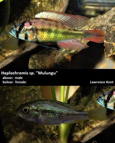 Haplochromis sp. ''Mulungu'' – Dave's Rare Aquarium Fish