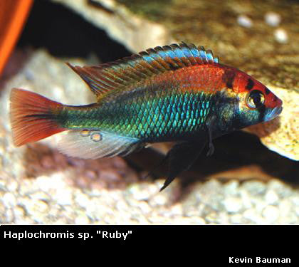 Haplochromis sp. ''Ruby Green'' – Dave's Rare Aquarium Fish