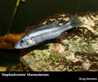 Haplochromis thereuterion Senga Point – Dave's Rare Aquarium Fish