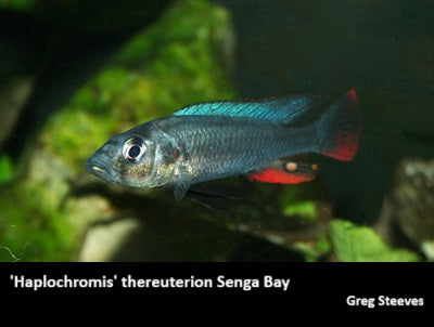Haplochromis thereuterion Senga Point